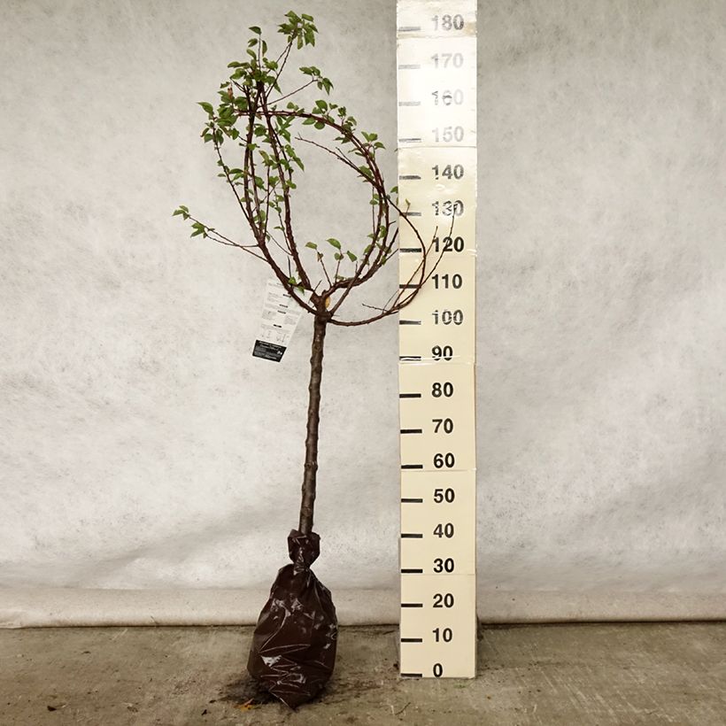Amostra de Damasqueiro Rústico dos Pirenéus Georges Delbard - Prunus armeniaca Torrão "Pronto a plantar", Copo tal como entregue no verão