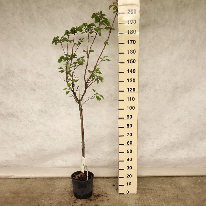 Amostra de Damasqueiro Tardio de Tain - Prunus armeniaca Vaso de 7,5 L/10 L, Meia haste tal como entregue no verão