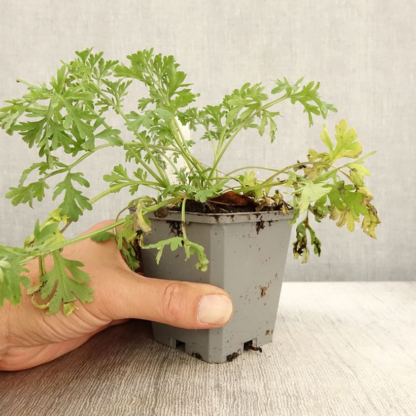 Amostra de Absinthe - Artemisia absinthium BIO Godet de 7/8 cm tal como entregue no outono
