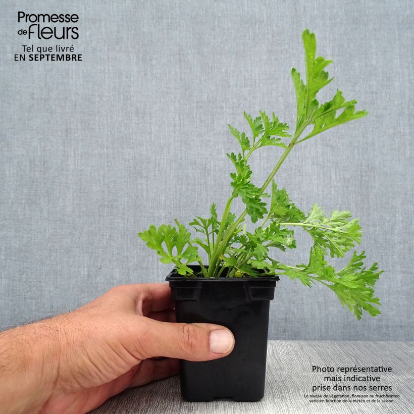Amostra de Absinto Bio - Artemisia absinthium Vaso de 7/8 cm tal como entregue no verão