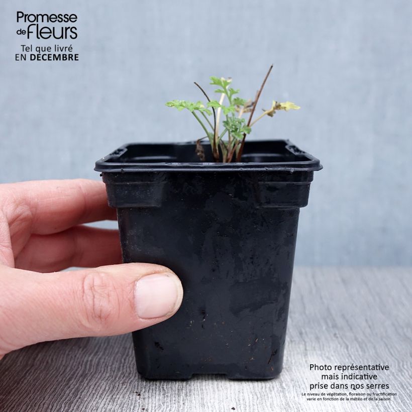 Amostra de Absinthe - Artemisia absinthium BIO Vaso de 7/8 cm tal como entregue no inverno