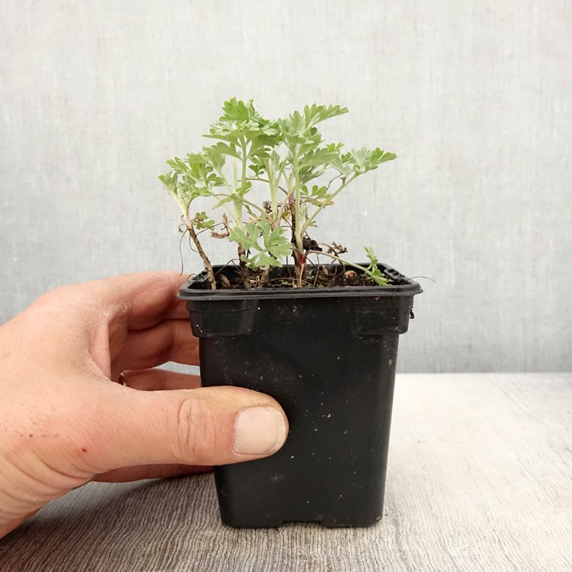 Amostra de Absinto Bio - Artemisia absinthium Vaso de 7/8 cm tal como entregue na primavera