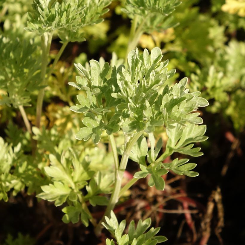Absinto Bio - Artemisia absinthium (Folhagem)