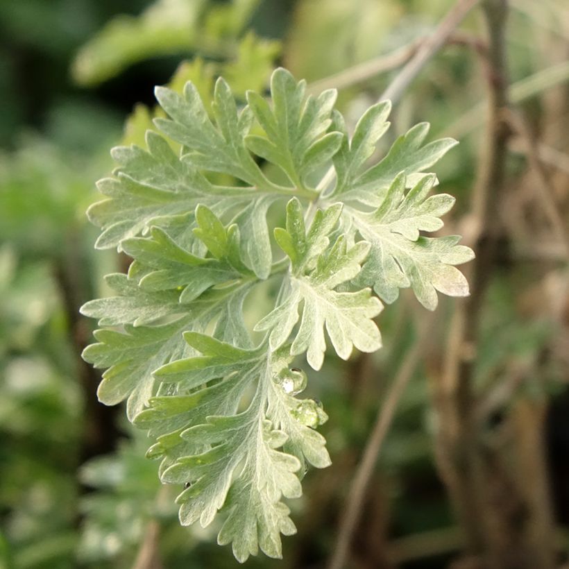 Absinto - Artemisia absinthium (Folhagem)