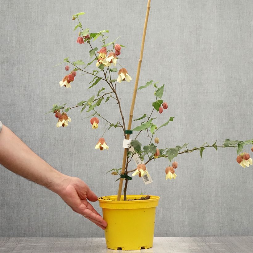Amostra de Abutilon megapotamicum Vaso de 3 L/4 L tal como entregue no verão