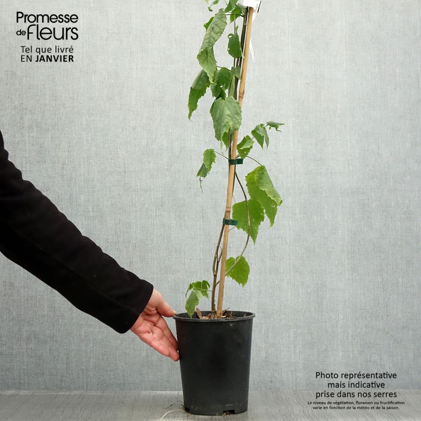 Amostra de Abutilon megapotamicum - Abutilon du grand fleuve Vaso de 3 L/4 L tal como entregue no inverno