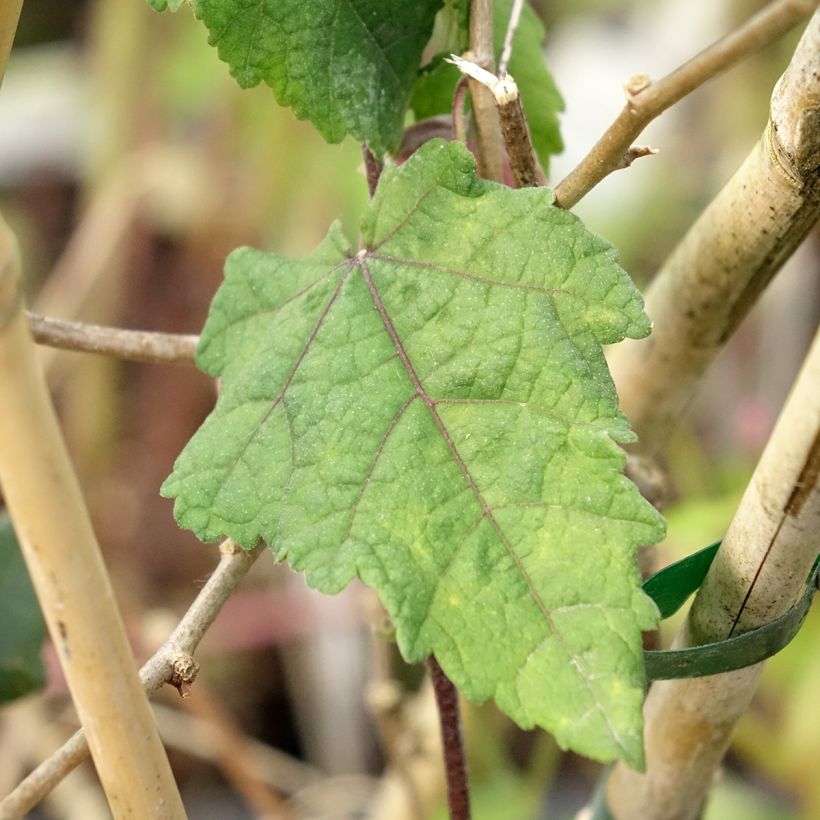 Abutilon megapotamicum Ines (Folhagem)