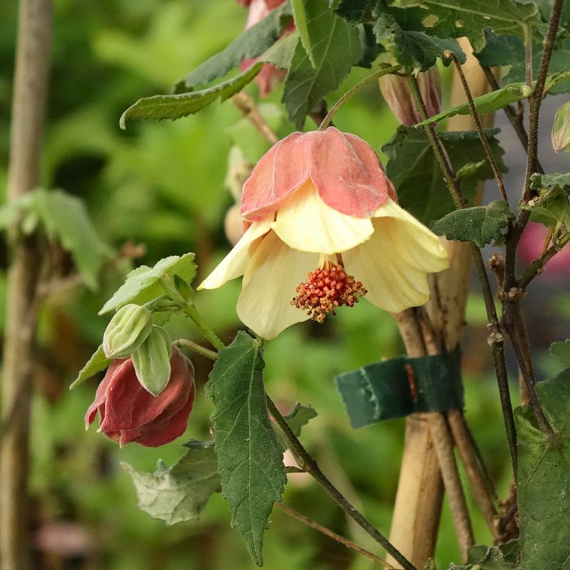 Abutilon megapotamicum Ines (Floração)