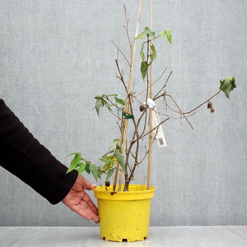 Amostra de Abutilon megapotamicum Ines Vaso de 3 L/4 L tal como entregue no outono