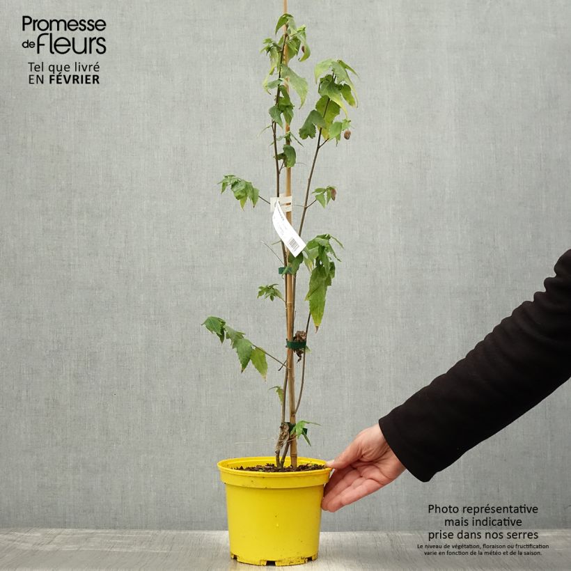 Amostra de Abutilon megapotamicum Ines Vaso de 3 L/4 L tal como entregue no inverno