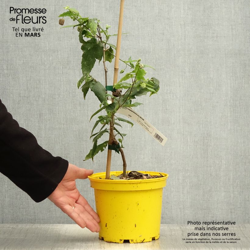 Amostra de Abutilon megapotamicum Ines Vaso de 3 L/4 L tal como entregue na primavera