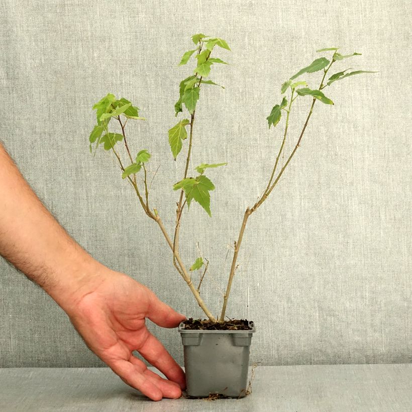 Amostra de Abutilon megapotamicum Red Trumpet Vaso de 8/9 cm tal como entregue no verão