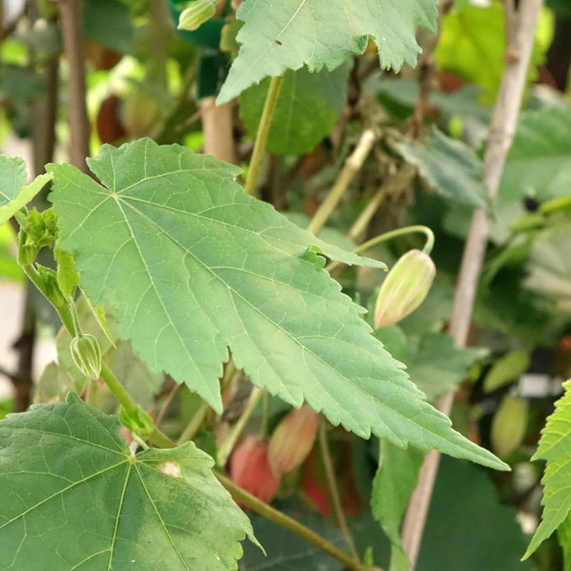 Abutilon Pink Charm (Folhagem)