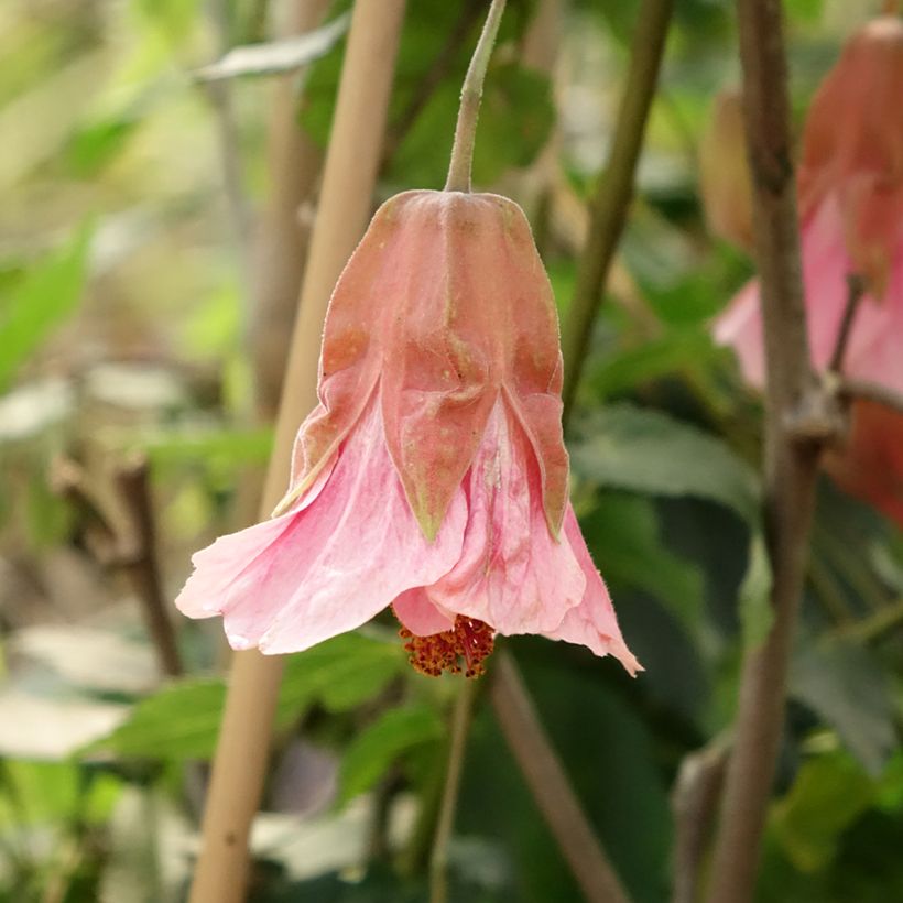 Abutilon Pink Charm (Floração)