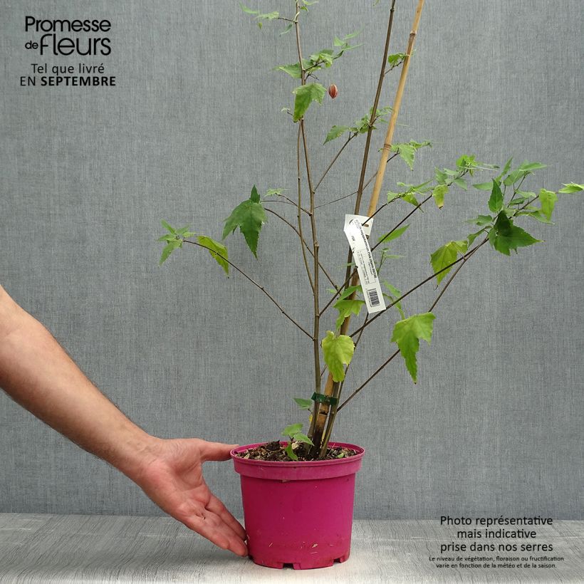 Amostra de Abutilon Pink Charm Vaso de 3 L/4 L tal como entregue no outono