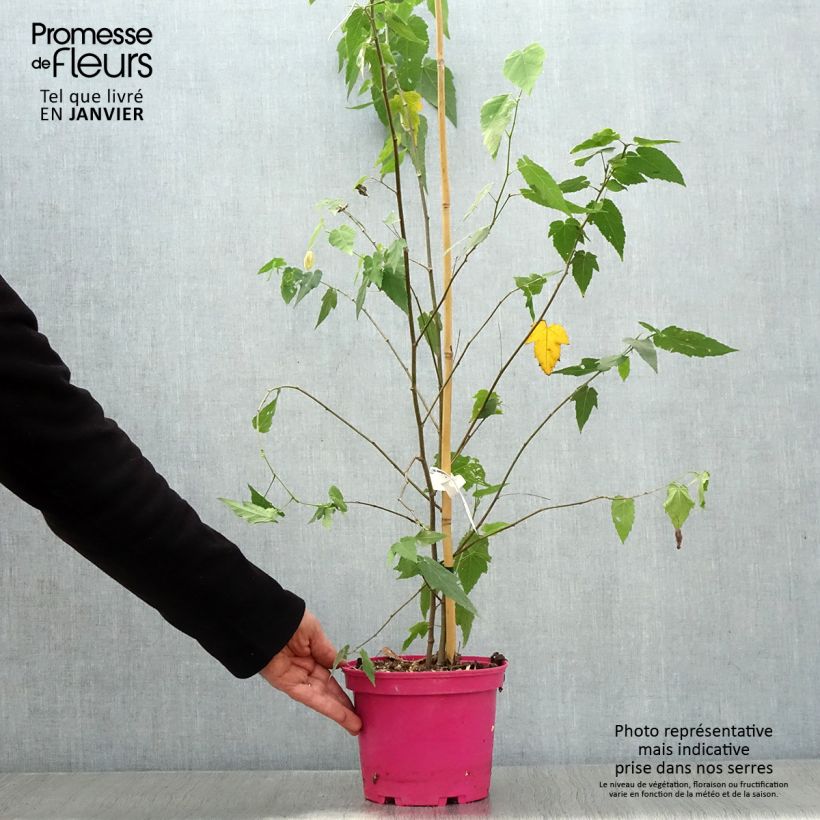 Amostra de Abutilon Pink Charm Vaso de 3 L/4 L tal como entregue no inverno