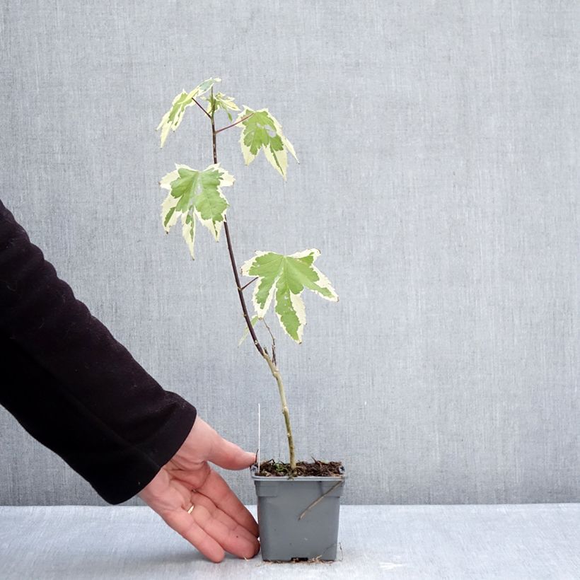 Amostra de Abutilon Souvenir de Bonn Vaso de 8/9 cm tal como entregue no inverno