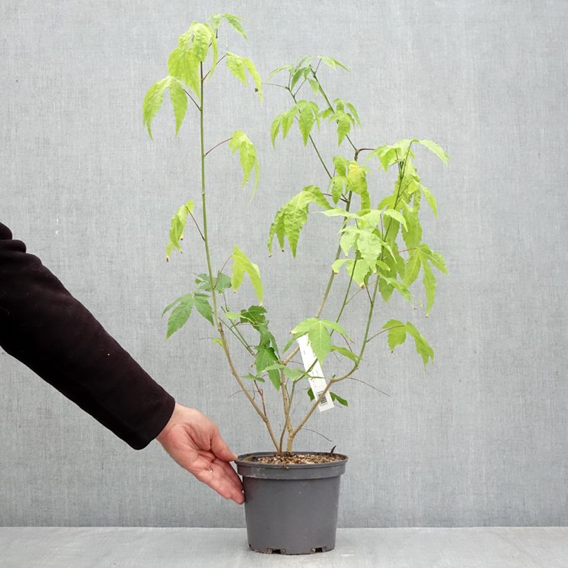 Amostra de Abutilon striatum Redvein Vaso de 3 L/4 L tal como entregue no outono