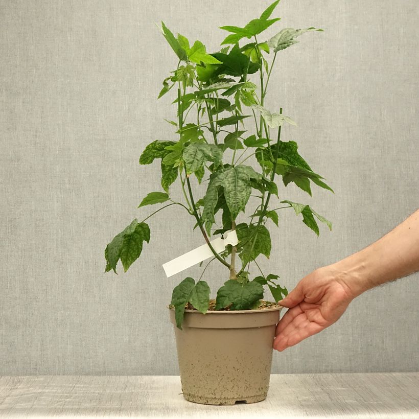 Amostra de Abutilon striatum Redvein Vaso de 3 L/4 L tal como entregue no verão