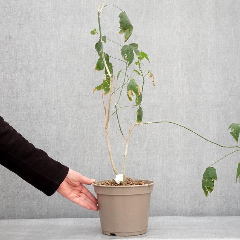 Amostra de Abutilon striatum Redvein Vaso de 3 L/4 L tal como entregue no inverno