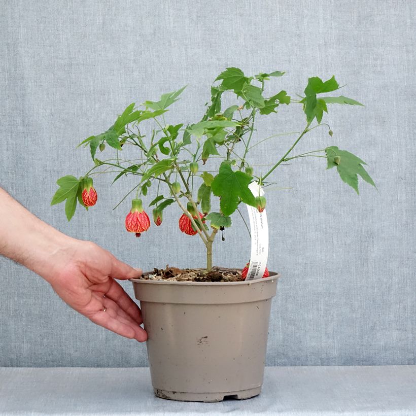 Amostra de Abutilon striatum Redvein Vaso de 3 L/4 L tal como entregue na primavera