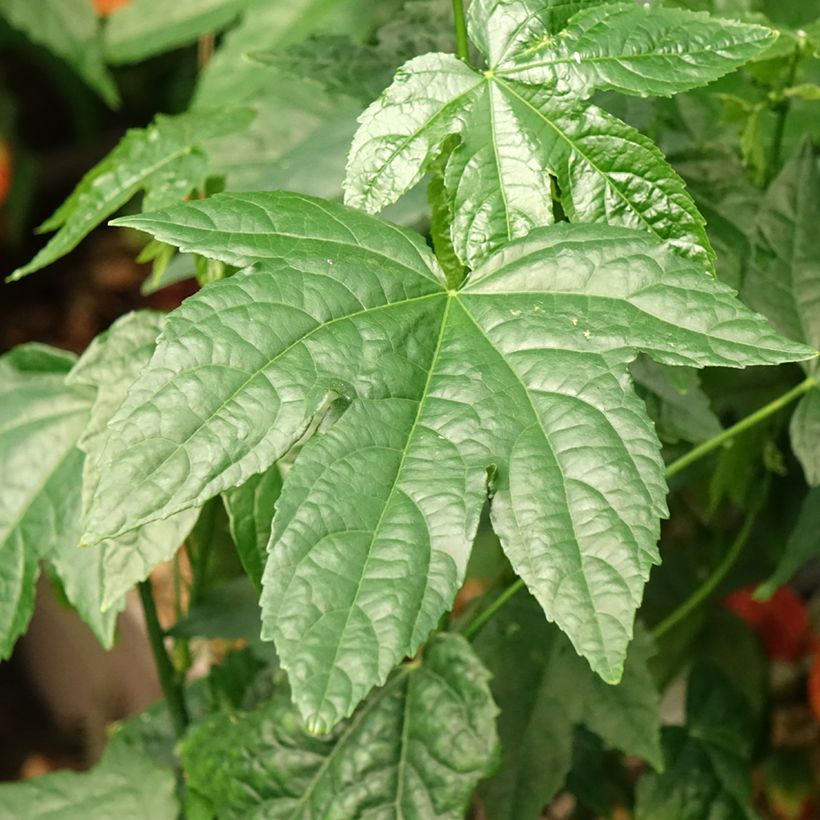 Abutilon striatum Redvein (Folhagem)