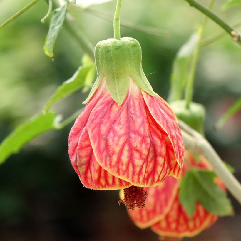 Abutilon striatum Redvein (Floração)