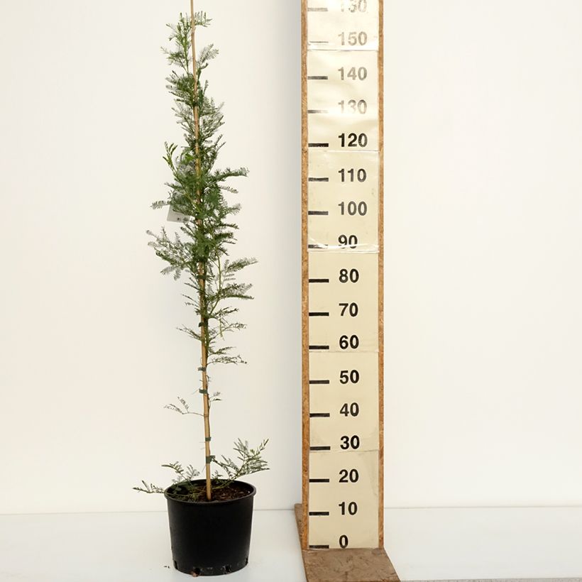 Amostra de Acacia baileyana Vaso de 7,5 L/10 L tal como entregue no inverno