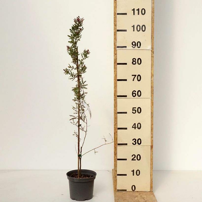 Amostra de Acacia baileyana Purpurea Vaso de 3 L/4 L tal como entregue na primavera