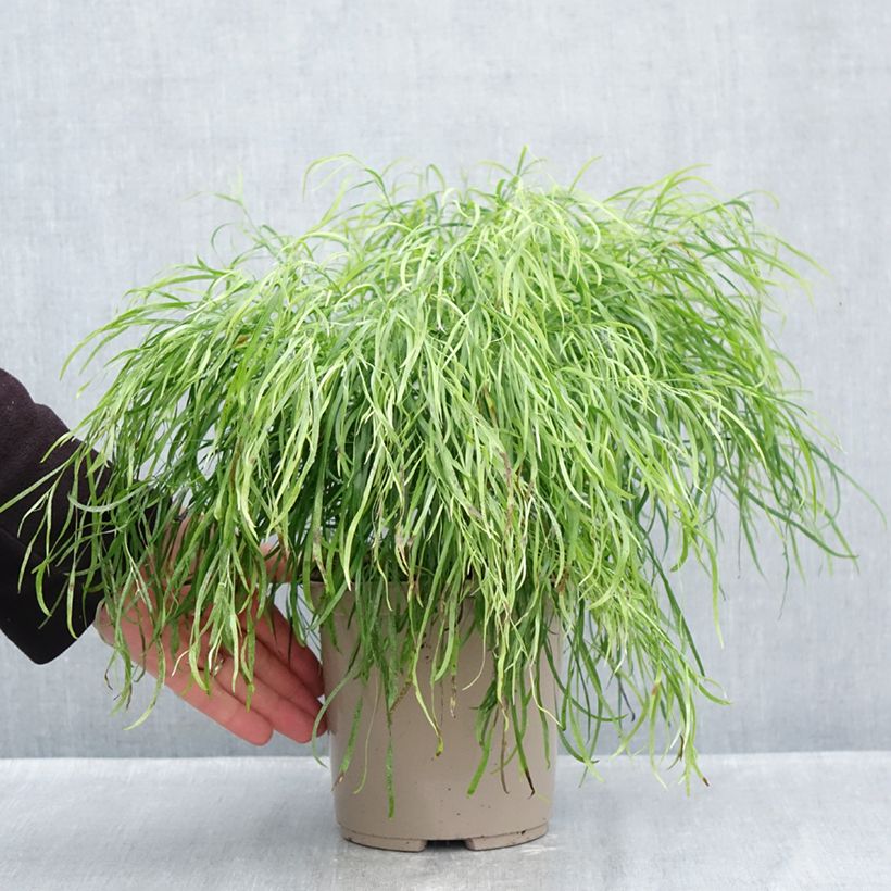 Amostra de Acacia cognata Limelight Vaso de 3 L/4 L tal como entregue no outono