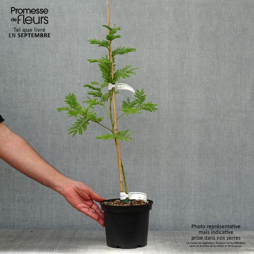 Amostra de Acacia dealbata Gaulois Astier Vaso de 2 L/3 L tal como entregue no outono