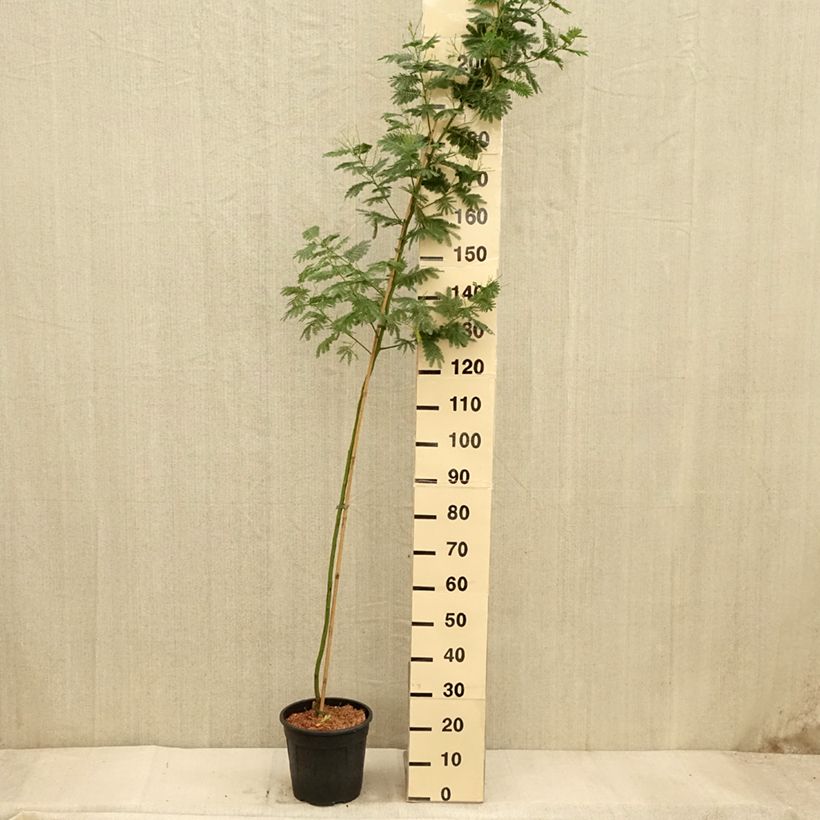 Amostra de Acacia dealbata Gaulois Astier Vaso de 7,5 L/10 L, Brasão tal como entregue no outono