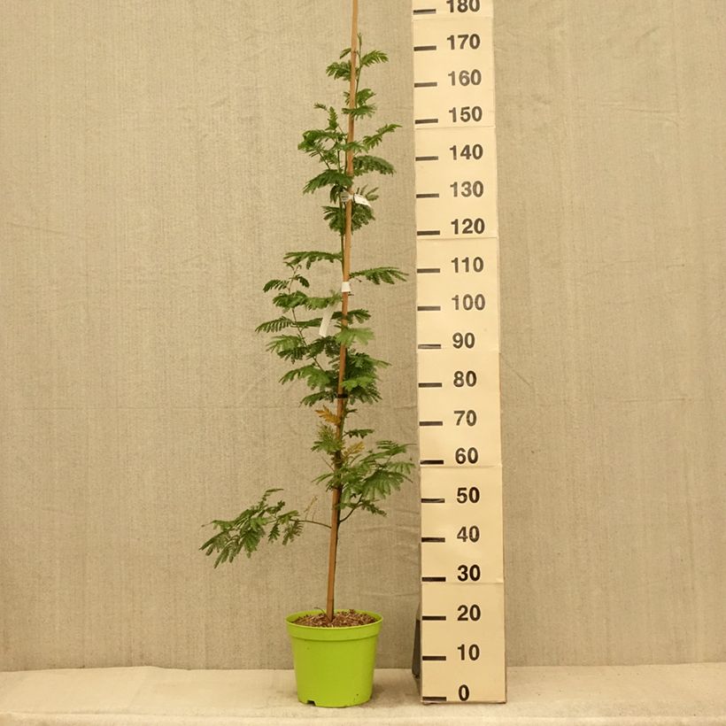 Amostra de Acacia dealbata Gaulois Astier Vaso de 7,5 L/10 L, Brasão tal como entregue no verão