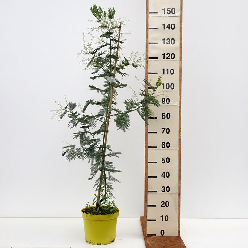 Amostra de Acacia dealbata Gaulois Astier Vaso de 7,5 L/10 L tal como entregue no inverno