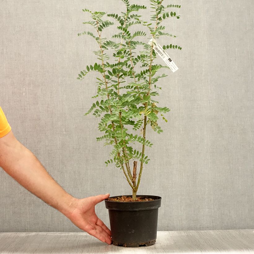 Amostra de Caragana arborescens - Acácia-amarela Vaso de 2 L/3 L tal como entregue no verão