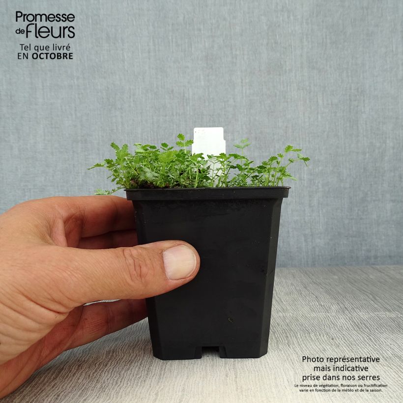 Amostra de Acaena buchananii Vaso de 8/9 cm tal como entregue no outono