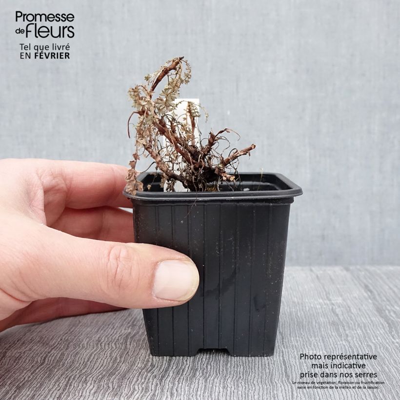 Amostra de Acaena saccaticupula Blue Haze Vaso de 8/9 cm tal como entregue no inverno