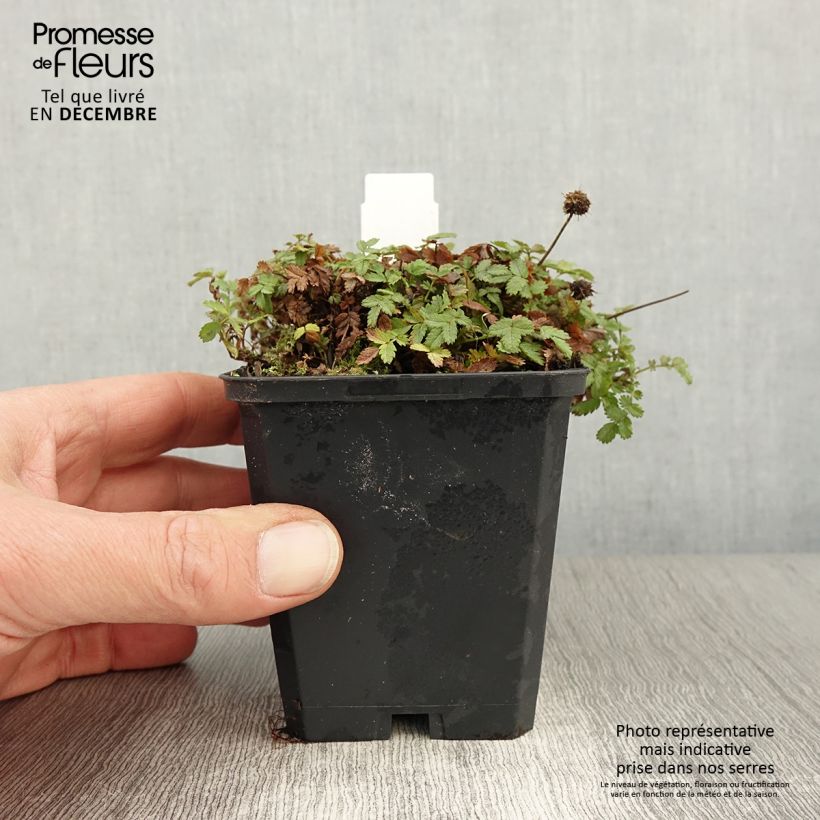 Amostra de Acaena magellanica Vaso de 8/9 cm tal como entregue no outono