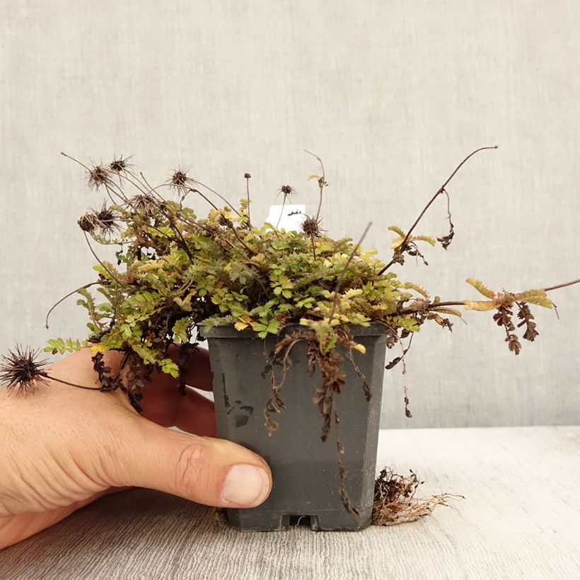 Amostra de Acaena microphylla Dichte Matte Vaso de 8/9 cm tal como entregue no outono