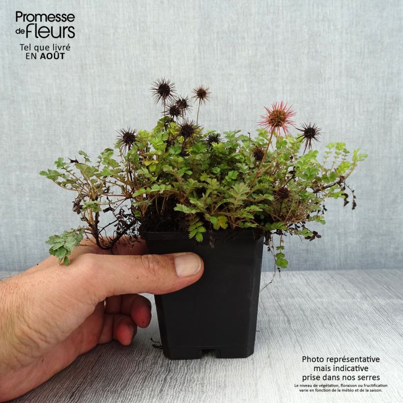 Amostra de Acaena microphylla Dichte Matte Vaso de 8/9 cm tal como entregue no verão