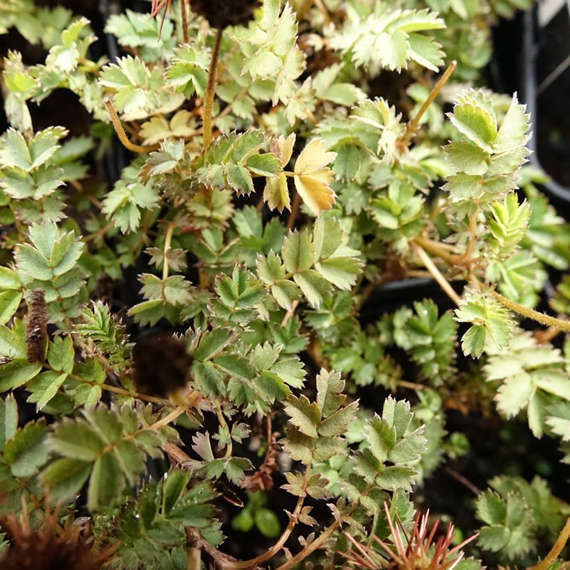 Acaena microphylla Dichte Matte (Folhagem)