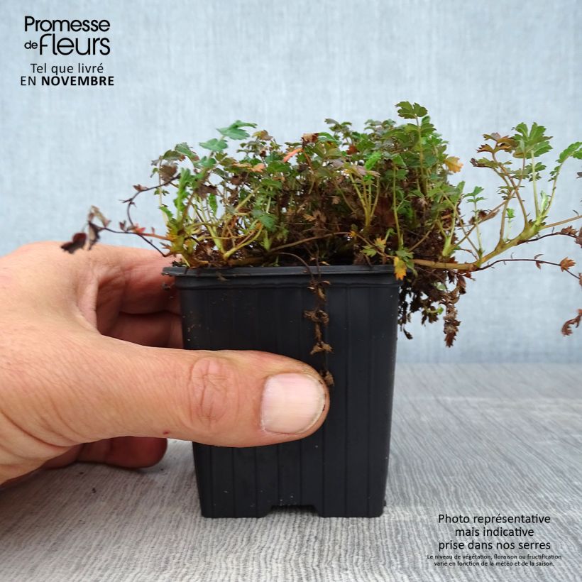 Amostra de Acaena microphylla Kupferteppich Vaso de 8/9 cm tal como entregue no outono