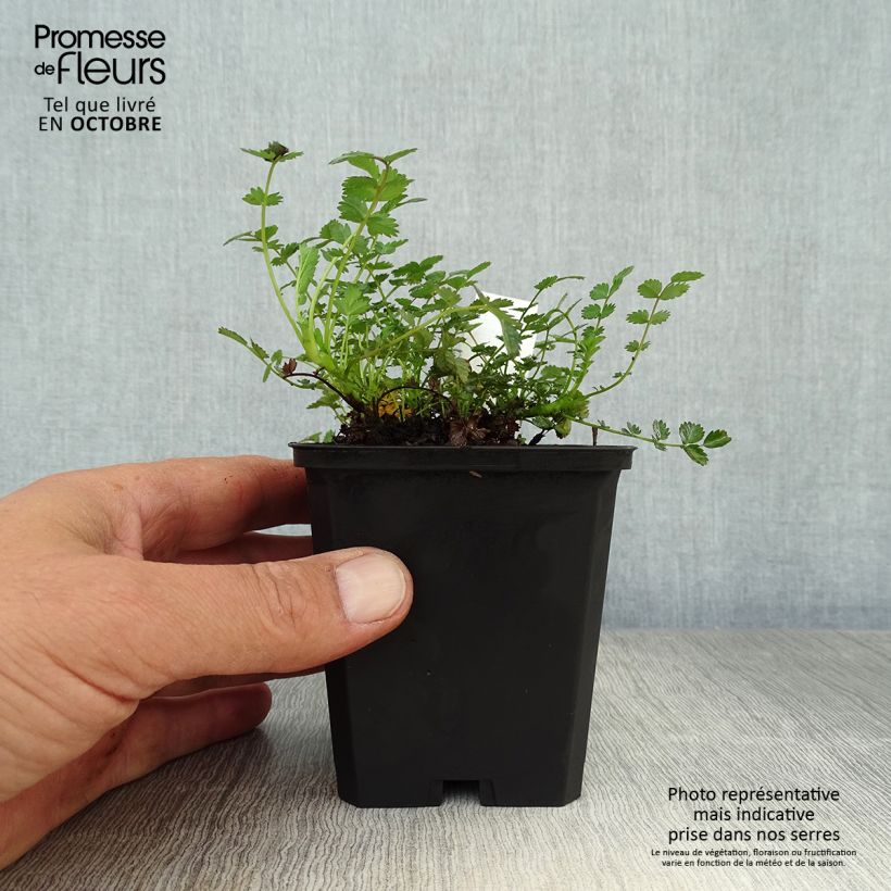 Amostra de Acaena microphylla Vaso de 8/9 cm tal como entregue no outono