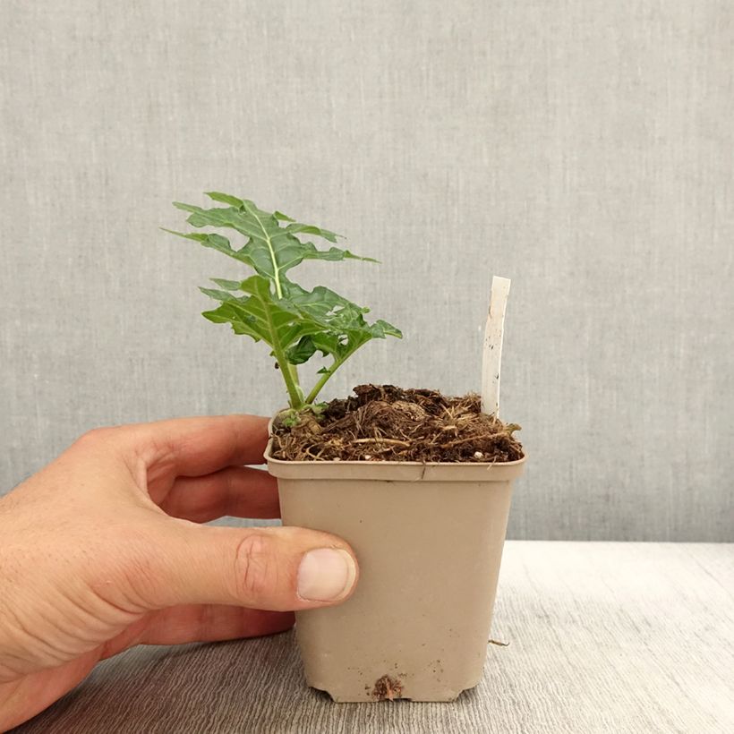 Amostra de Acanthus mollis Latifolius Vaso de 8/9 cm tal como entregue no outono
