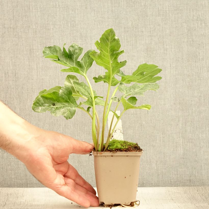 Amostra de Acanthus mollis Latifolius Vaso de 8/9 cm tal como entregue no verão