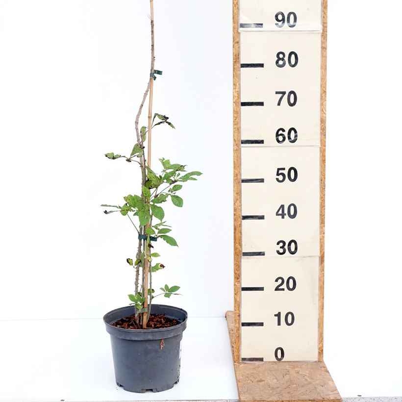 Amostra de Acanthopanax henryi - Eleutherococcus Pot de 4L/5L tal como entregue no outono