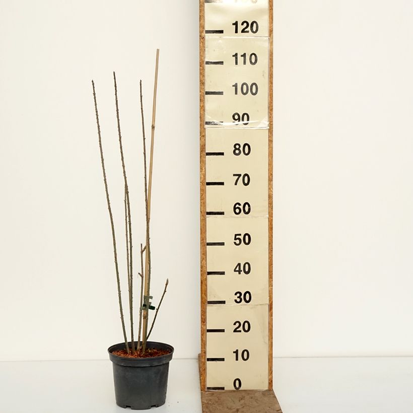 Amostra de Acanthopanax henryi Vaso de 4 L/5 L tal como entregue no inverno