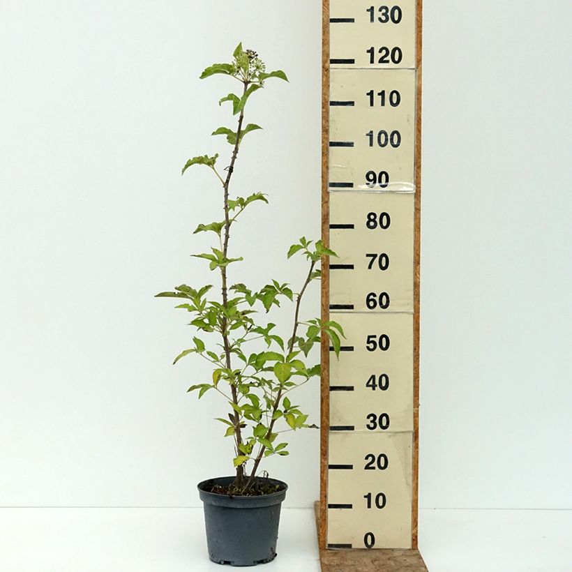 Amostra de Acanthopanax henryi Nana Vaso de 3 L/4 L tal como entregue no verão
