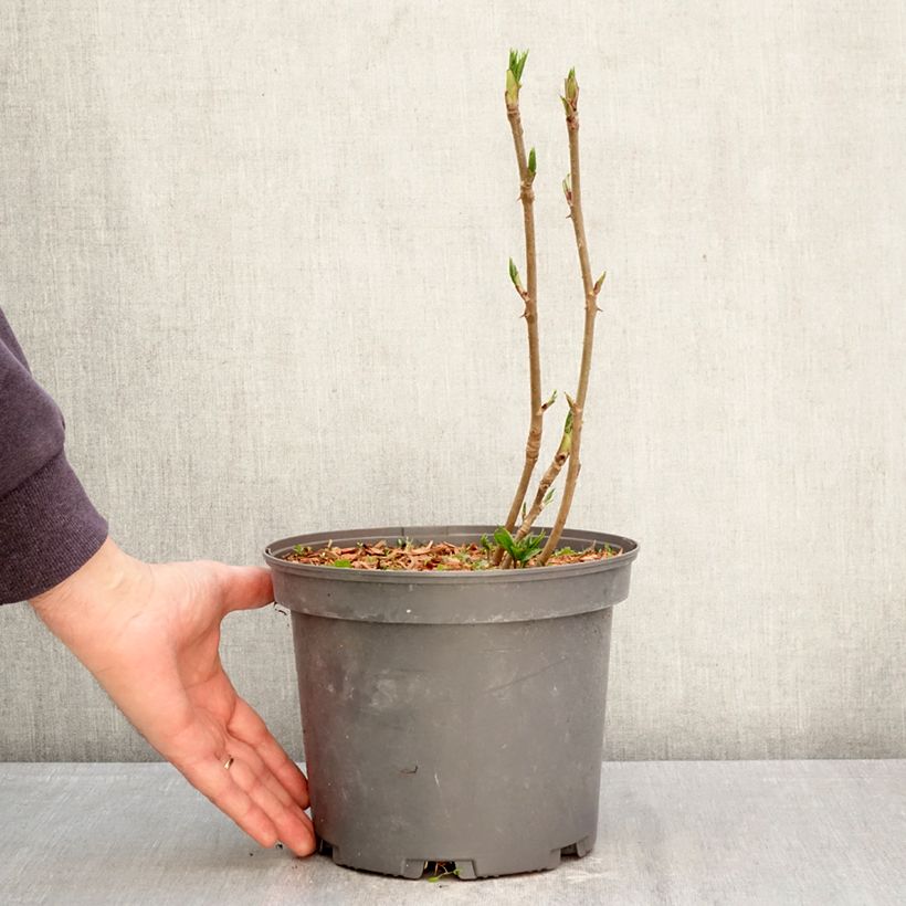 Amostra de Acanthopanax henryi Nana Vaso de 3 L/4 L tal como entregue na primavera