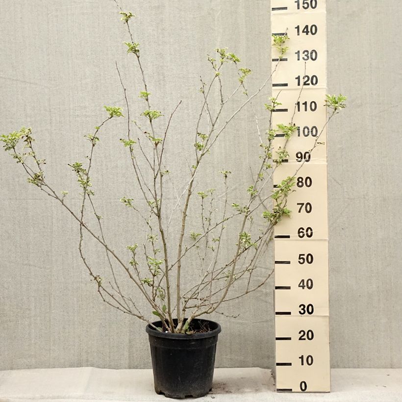 Amostra de Acanthopanax sieboldii Variegatus Vaso de 12 L/15 L tal como entregue no verão